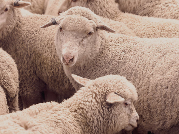 Guide to Types of Wools: Merino, Mohair & Cashmere-Cable Melbourne